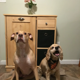 two dogs in front of cabinet